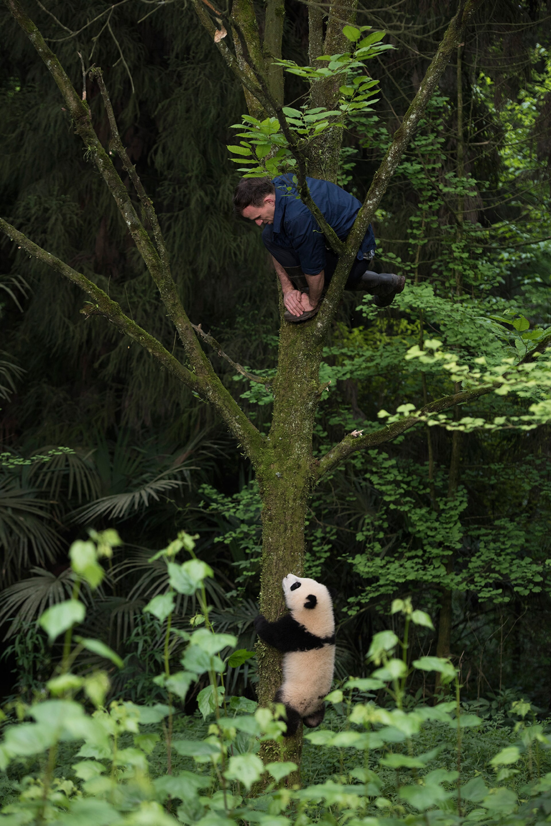 Pandas Movies
