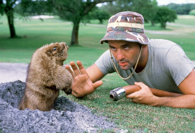 bill murray and the gopher in caddyshack