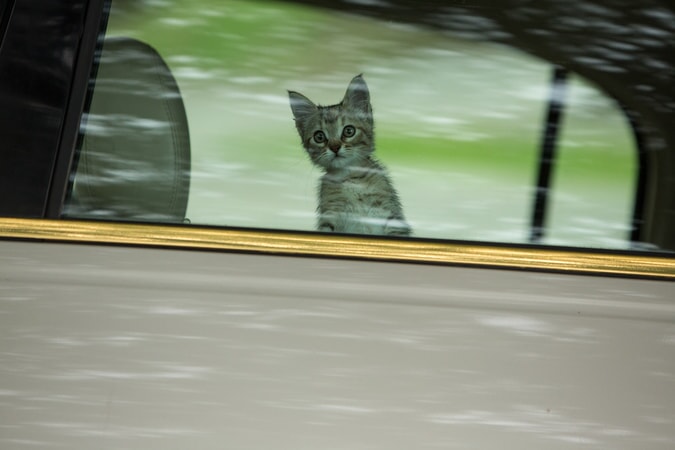 Keanu the kitten looking out a window from a moving vehicle