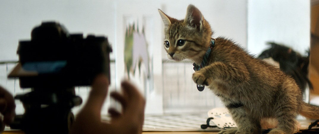 Keanu the kitten wearing a bell on his collar and having his picture taken